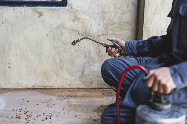 Wasp Removal Services in Monmouth Junction, NJ